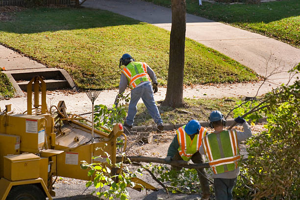 Best Hedge Trimming  in Auburn Lake Trails, CA